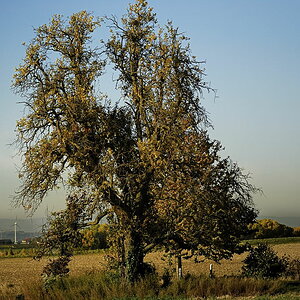 alter Birnbaum