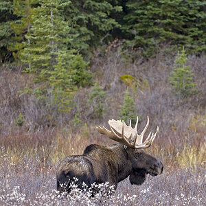 Bild von Calgary617, bearbeitet