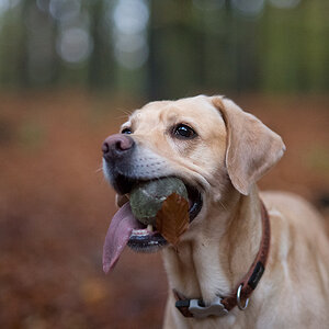kank im wald
