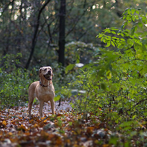 kank im wald2