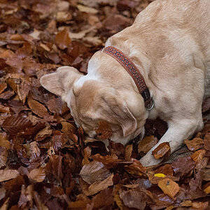 kank im wald3