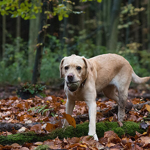 kank im wald4