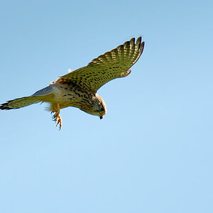DSC 7634 Falke b 1000