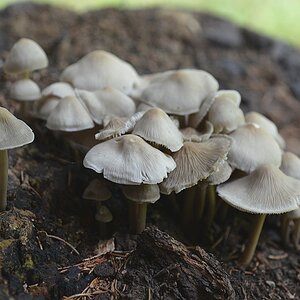 pilze4