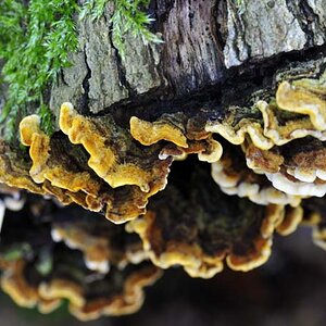 Makro Pilz