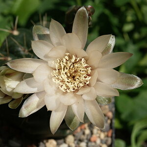 Gymnocalycium