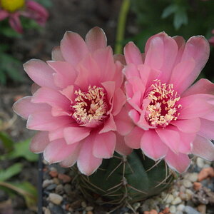Gymnocalycium