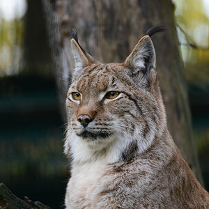 Luchs