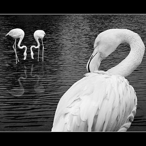 Flamingo im Zoo fotografiert. In PS bearbeitet.