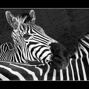 Neugieriges Zebra