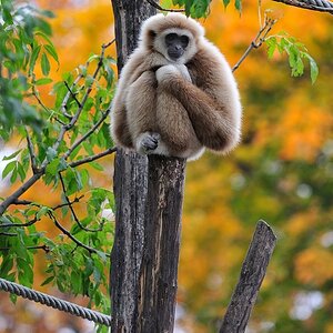 Weißhandgibbon