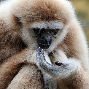 Weißhandgibbon