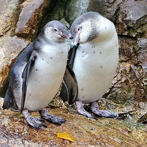 Humboldtpinguin