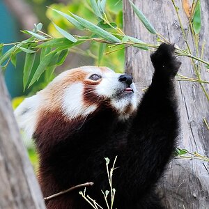 Kleiner Panda