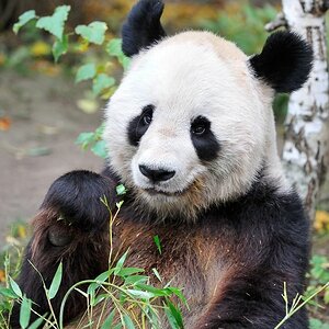 Großer Panda
