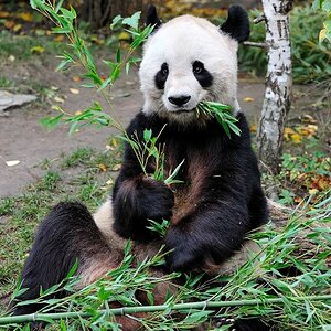 Großer Panda