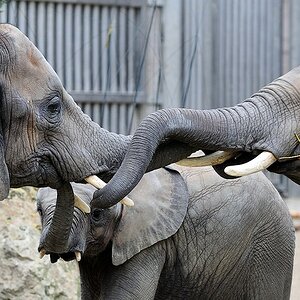 Afrikanischer Elefant