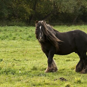 Hengst