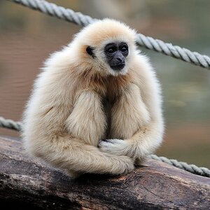 Weißhandgibbon