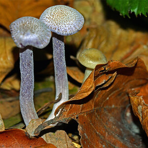 Pilze_2