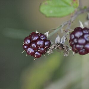 Brombeeren