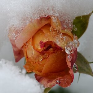 Schneerose