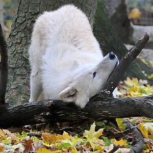 Arktischer Wolf