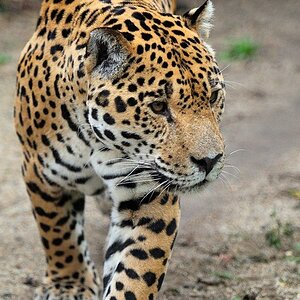 Jaguar