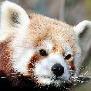 Kleiner Panda