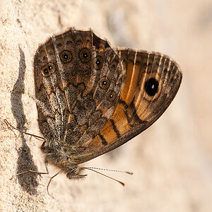 2012 10 21 Perlmutterfalter