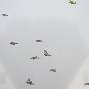 vögel