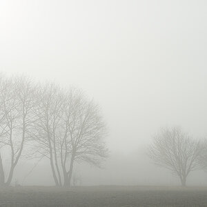 nebel7