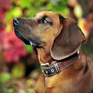 Bin ich Schön Bayrischer Schweißhund