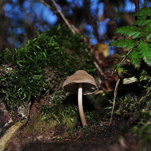 Pilz 2