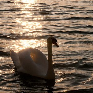 20110923 Bregenz 21