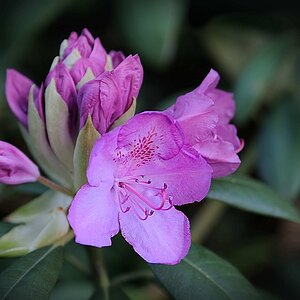 Rhododendron