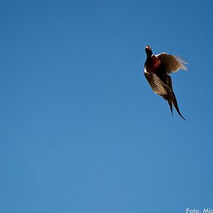 Jagd 121027 148