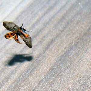 Marienkäfer beim Flugversuch