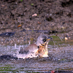 DSC 6993W Drossel juv warm