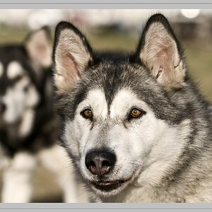 Huski
