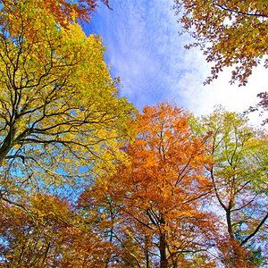 Fall Colors I