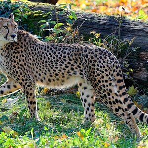 Gepard