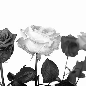 ND8 3077 1000 sw