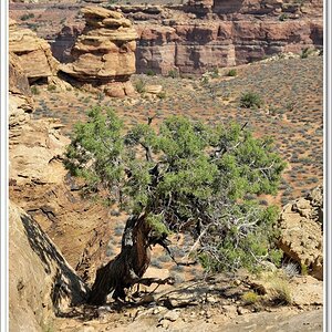 #40 Canyonlands NP Needles District