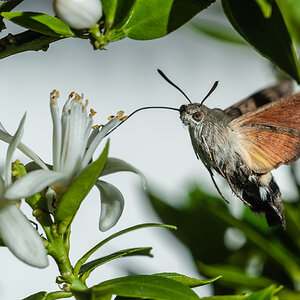 Taubenschwänzchen 1