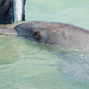 delfin
