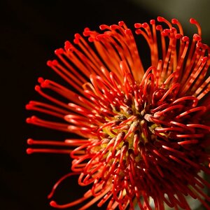 LOT6770 Protea