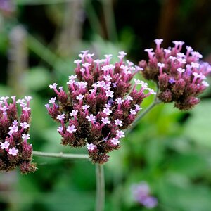 DSC1165