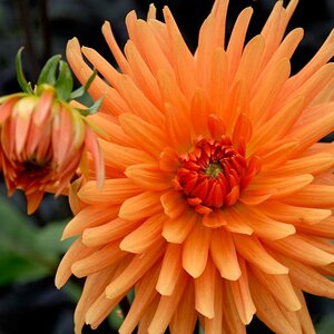 LOT0464