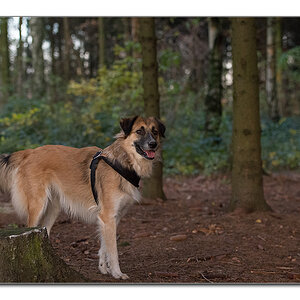 bambi im wald
